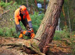 Best Emergency Tree Removal  in Union Springs, AL