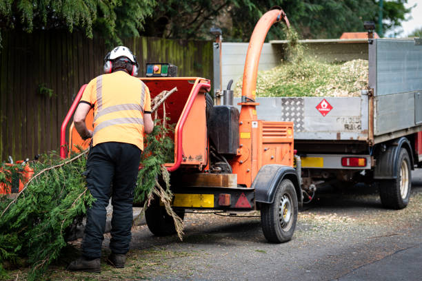 Best Stump Grinding and Removal  in Union Springs, AL