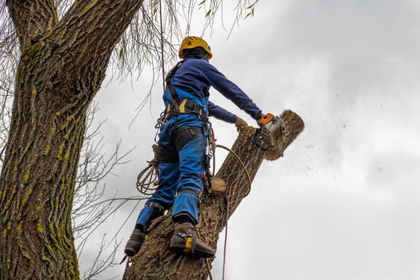 How Our Tree Care Process Works  in  Union Springs, AL